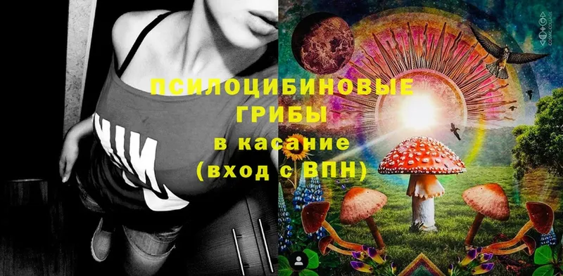 Галлюциногенные грибы Psilocybine cubensis  где найти   Вязьма 